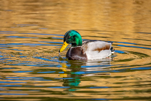 Male, female, mallards, drake and hens in a small pond in the heart of winter.