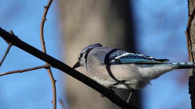 Blue jay in perched in a tree in heavy wind