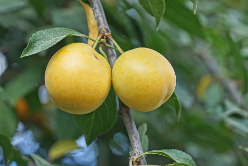 two yellow ripe cherry plums berrys weighs on a tree branch with green leaves in the summer garden