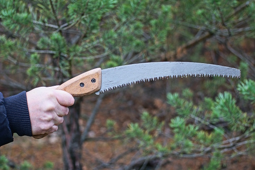 hand holds a hacksaw lopper on the street against the background of a green pine tree
