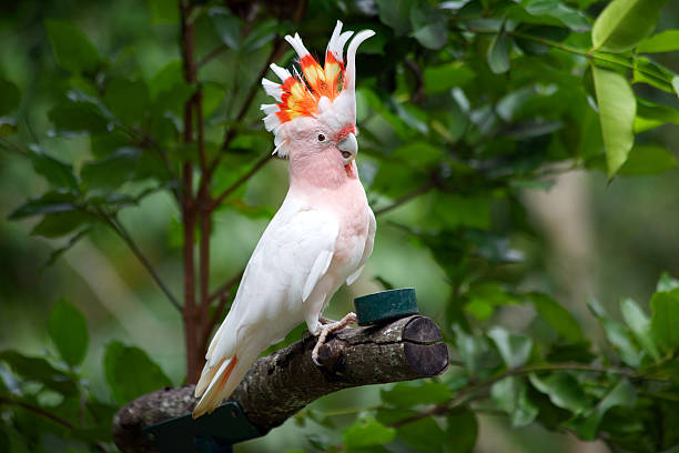 major mitchell kakadu - cockatoo stock-fotos und bilder