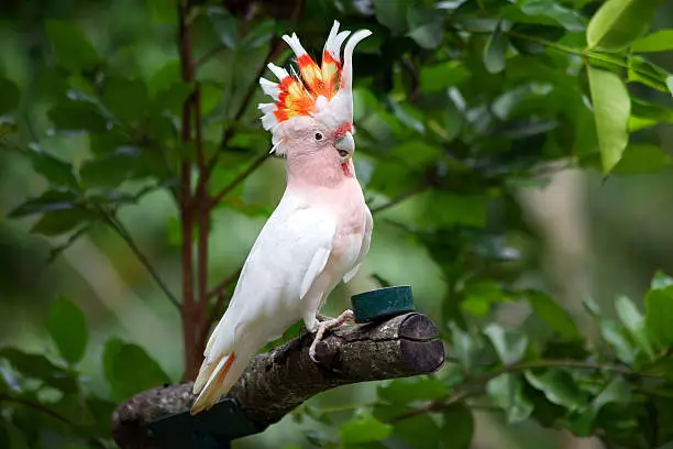 Major Mitchell Cockatoo also known as Leadbeater's Cockatoo or Pink Cockatoo.