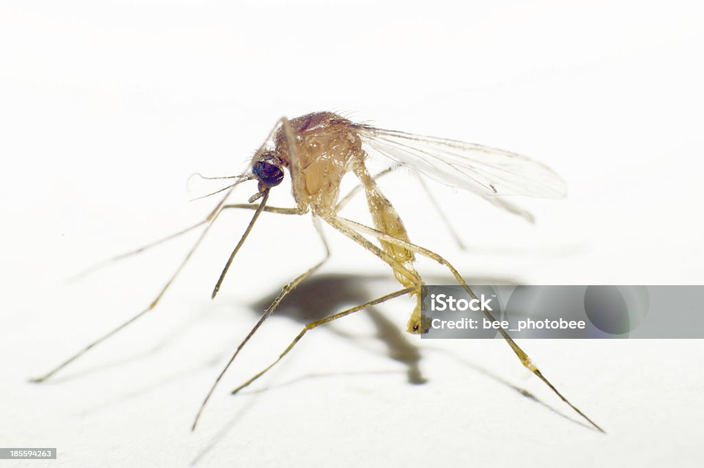 Mosquito - Foto de stock de Ampliação royalty-free