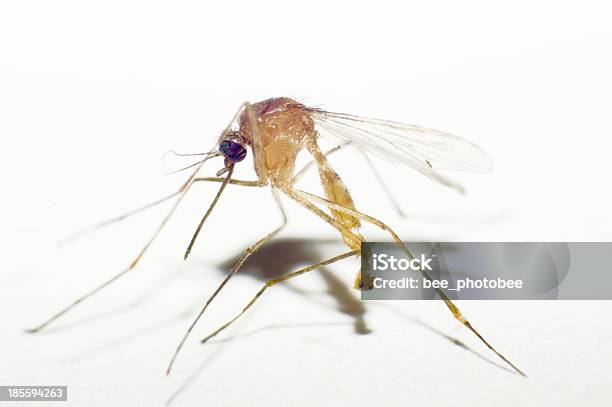 Mosquito - Fotografias de stock e mais imagens de Ampliação - Ampliação, Animal, Asa de animal