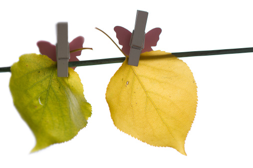 different autumn leaves hanged on the clothesline
