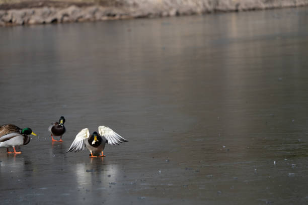 Male, female, mallards, drake and hens in a small pond in the heart of winter.