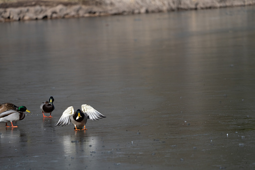 Duck slipping on frozen pond