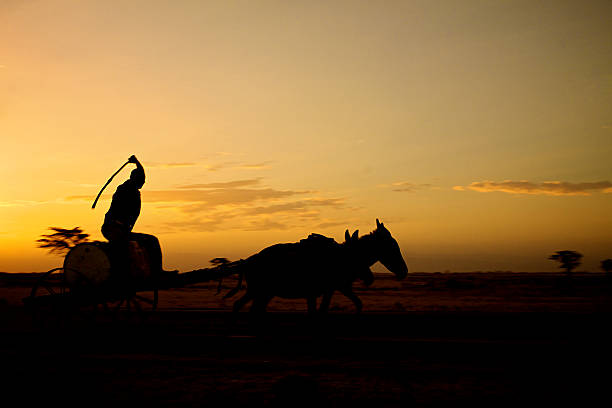 istock Man transporting water by donkey cart. 185595608