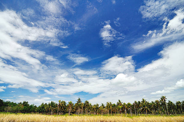 Coconut trees and Blue sky stock photo