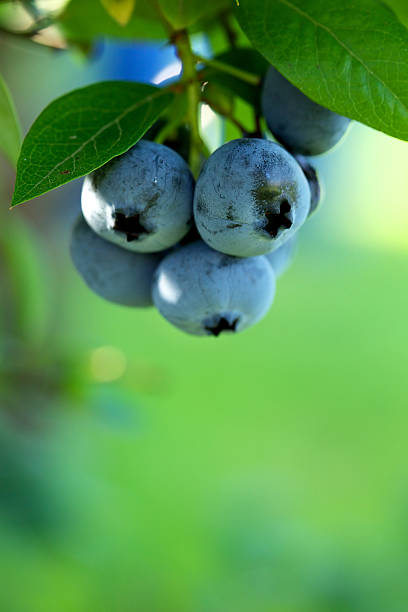 istock branch of blueberry 185598889