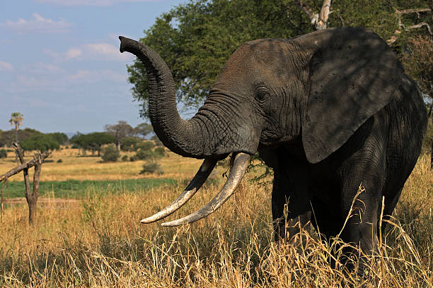 elefante in di tarangire np, tanzania - serengeti national park forest elephant desert elephant elephant foto e immagini stock
