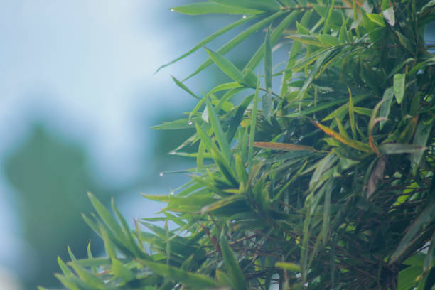 istock Bamboo leaves Isolated on a blur background 1855996293