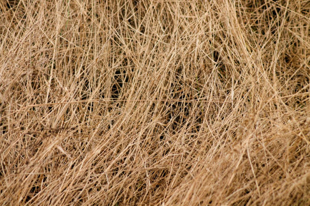 istock close up dry grass as nature background 1855996808