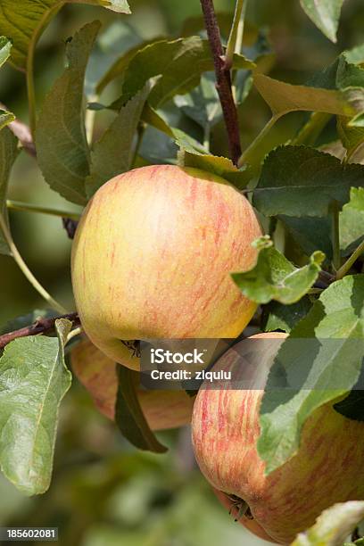 Reife Äpfel Stockfoto und mehr Bilder von Apfel - Apfel, Apfelbaum, Apfelgarten