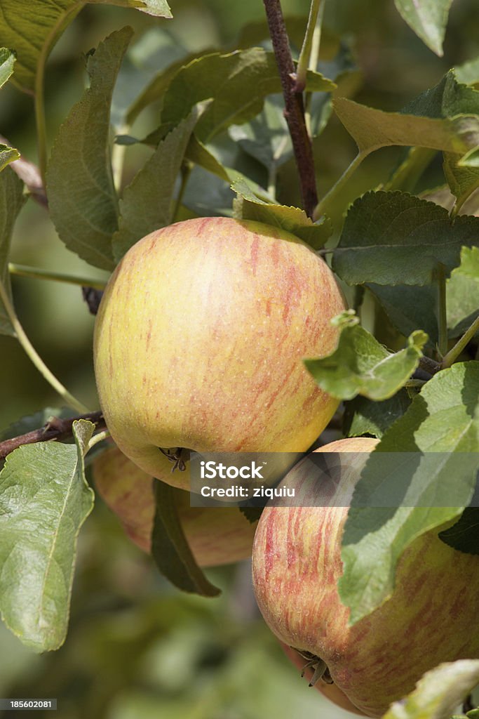 성숙한 사과들 - 로열티 프리 건강한 식생활 스톡 사진
