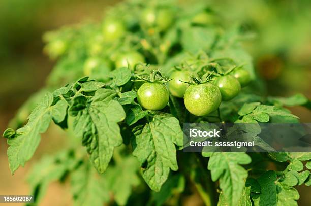 Verde Verde Tomates Grow - Fotografias de stock e mais imagens de Agricultura - Agricultura, Animal, Cama