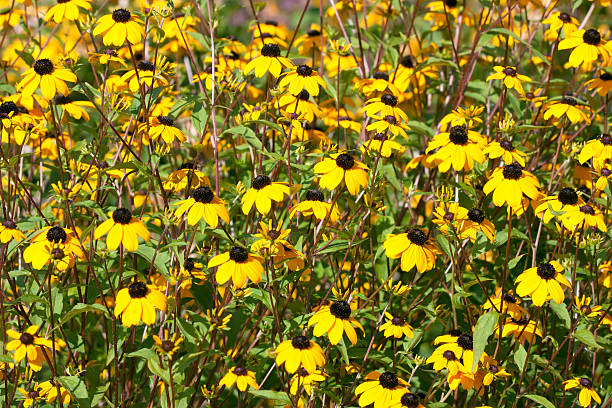 yellow Rudbeckia stock photo