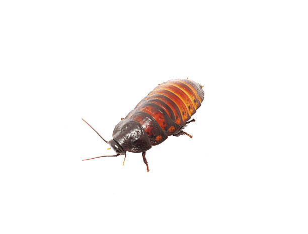 마다가스카 cockroache 격리 흰색 배경 - cockroach hissing ugliness insect 뉴스 사진 이미지