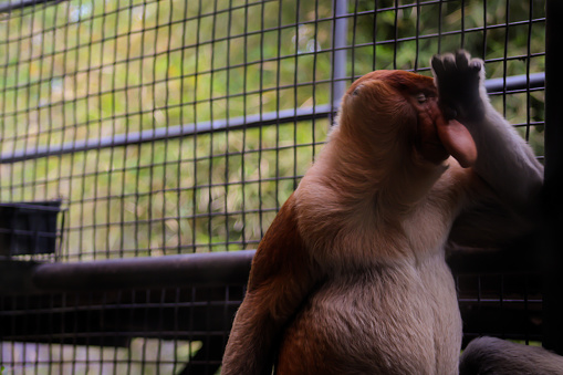 A proboscis monkey (Nasalis larvatus) or long-nosed monkey at the zoo