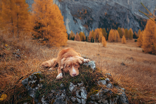 dog in the autumn mountains . Nova Scotia Duck Tolling Retriever stands on a stone. Hiking with a pet