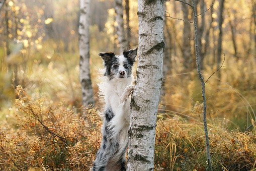 the dog put its paws on the tree. Autumn mood. Border collie in leaf fall in the forest