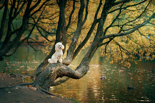 small white poodle sitting in a tree in autumn leaves. Pet in nature. Cute dog on nature