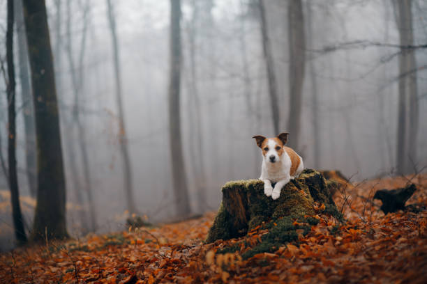 istock dog in autumn forest. Jack Russell Terrier on a stump. 1856039598