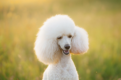 small white poodle on the grass. Pet in nature.