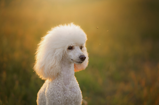 small white poodle on the grass. Pet in nature.