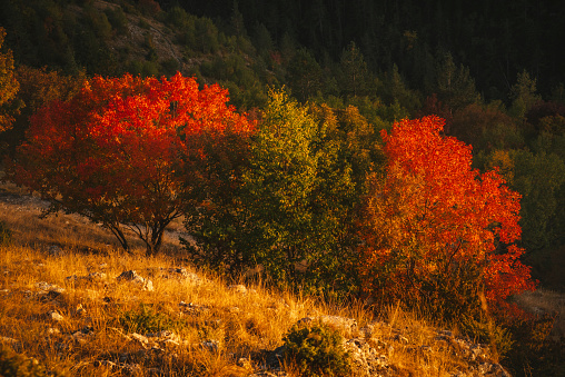 Multi-colored trees in autumn's best weather