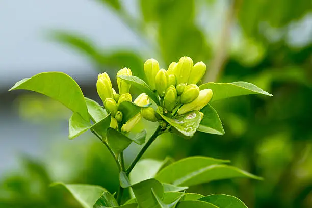 Orange Jessamine, Satin-wood, Cosmetic Bark Tree is a small to medium sized trees. Leaves out a bouquet of flowers, a panel consisting of the Leaves alternate leaves about 4-8 small white flowers, fragrant leaves.   Native title party: and Tamuning (Pattani Malay) white glass (medium) cup chicken (Yala) glass pepper (north) Glass pattern (Saraburi) Sergeant Pepper (Lampang) and Ta the glass (above