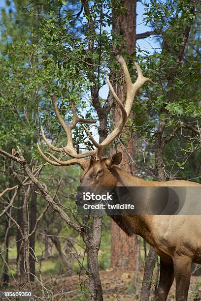 Foto de Bull Elk A Fricção Antlers e mais fotos de stock de Animais Machos - Animais Machos, Animal, Animal selvagem