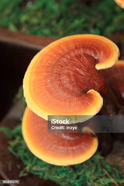 Ganoderma Lucidum 불로초에 대한 스톡 사진 및 기타 이미지 - 불로초, 0명, 갈색