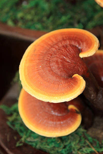 ganoderma lucidum - orange mushroom asia brown zdjęcia i obrazy z banku zdjęć