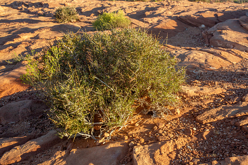 Close up of a desert shrub with tall shadows. This short desert plant is growing in the desert sand of Arizona. The low sun, casts interesting shadows and textures on the rocks around it.