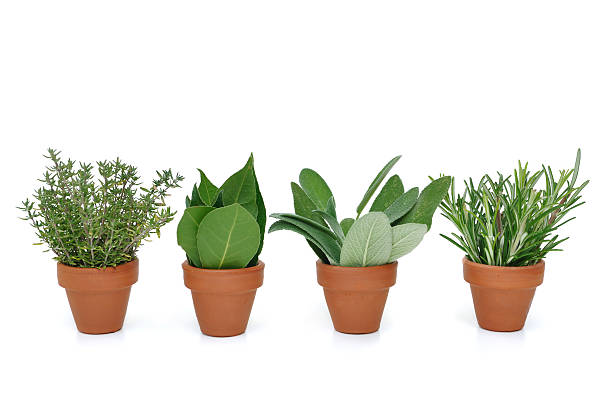 istock pot of various herbs 185612611
