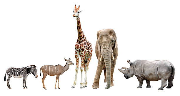 istock giraffes,elephant,kudu,zebra and rhino 185612768