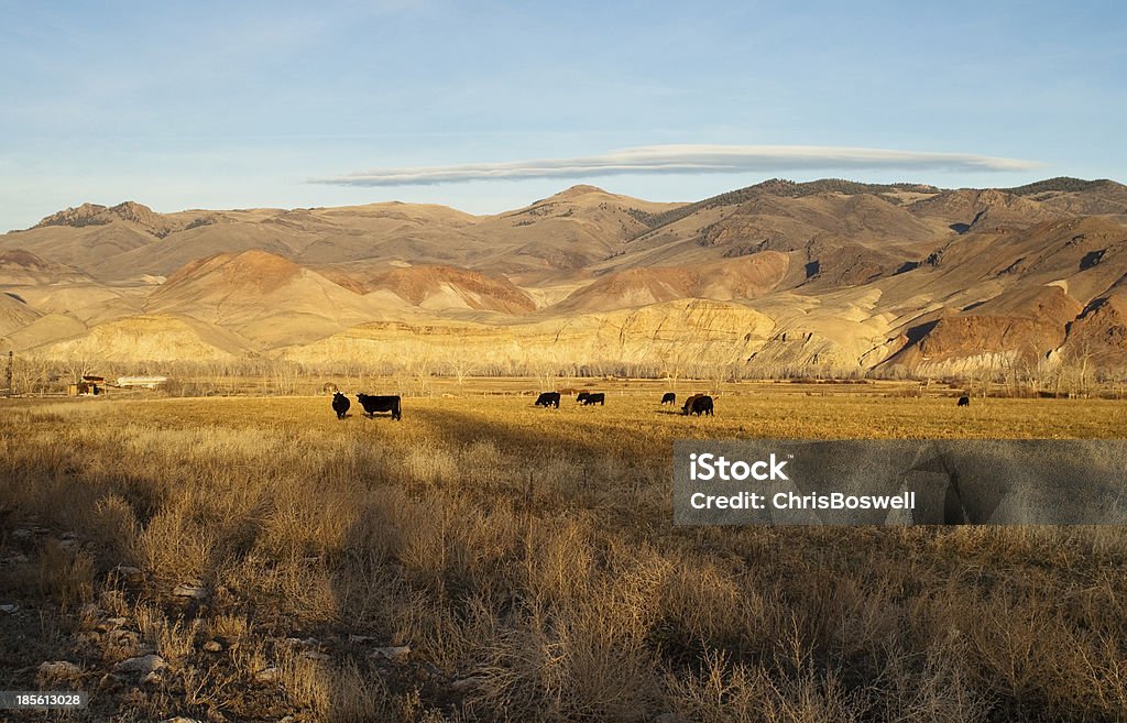 L'élevage de bétail de ferme animaux Western Ranch Mountain Land - Photo de Agriculture libre de droits
