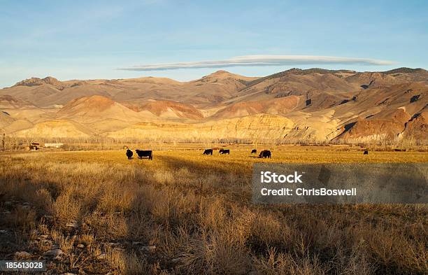 Photo libre de droit de Lélevage De Bétail De Ferme Animaux Western Ranch Mountain Land banque d'images et plus d'images libres de droit de Agriculture