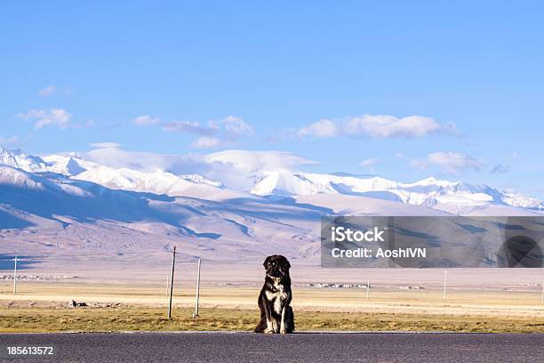 Mastif Tybetański - zdjęcia stockowe i więcej obrazów Góra - Góra, Pies, Alaskan malamute