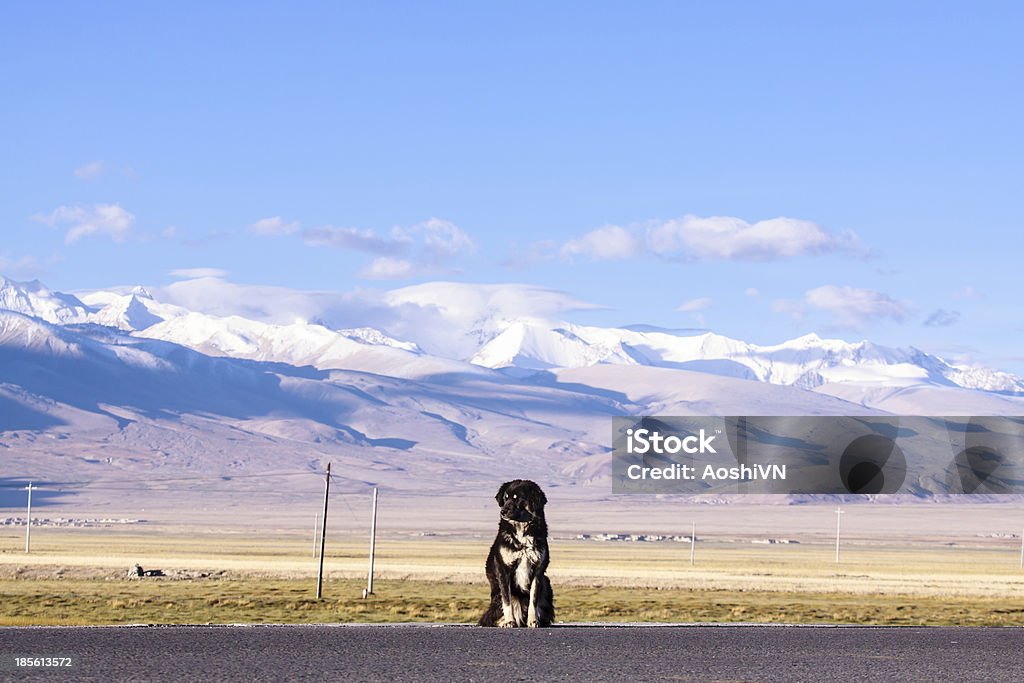Mastim tibetano - Foto de stock de Cão royalty-free