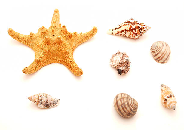 istock Marine bowl and star 185613602