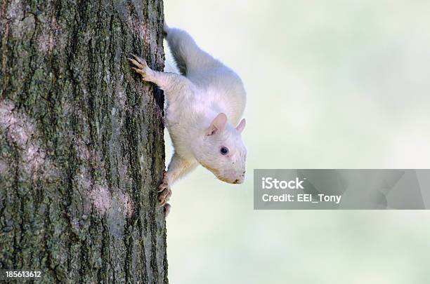 Ardilla Blanco Foto de stock y más banco de imágenes de Aire libre - Aire libre, Albino, Alimentar