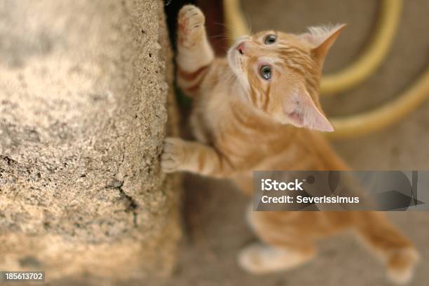 紋章立ち姿の猫 - よじ登るのストックフォトや画像を多数ご用意 - よじ登る, 人物なし, 写真