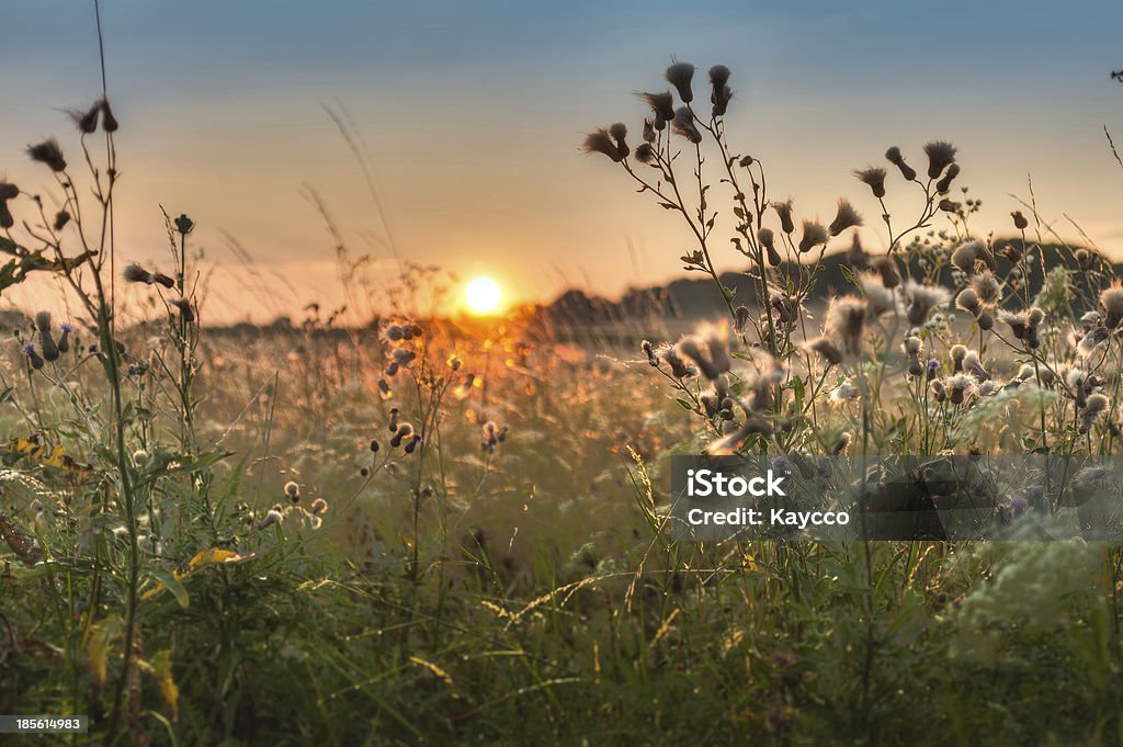 atmosferic tramonto sul campo - Foto stock royalty-free di Agricoltura