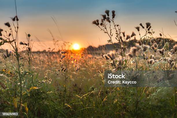 Atmosferic Tramonto Sul Campo - Fotografie stock e altre immagini di Agricoltura - Agricoltura, Alba - Crepuscolo, Albero