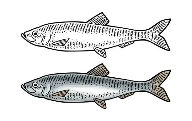 Vector illustration of Whole fresh fish herring. Vector engraving vintage