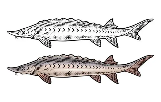 Vector illustration of Whole fresh fish sturgeon. Vector color engraving vintage