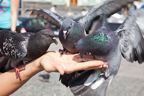 istock Feeding of pigeons 185617472