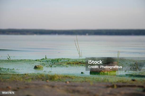 Dirty Grün Beach Stockfoto und mehr Bilder von Abwasser - Abwasser, Aflatoxin, Alge